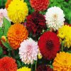 Colourful Dahlias paint by numbers