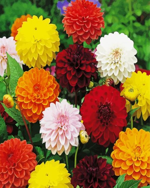 Colourful Dahlias paint by numbers