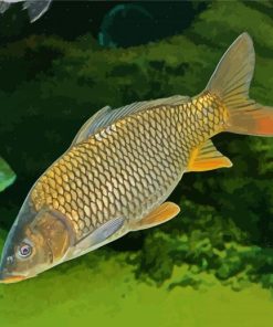 Common Carp Fish paint by numbers