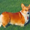 Corgi Dog Puppy paint by numbers