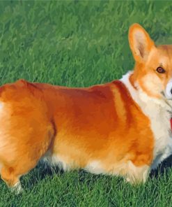 Corgi Dog Puppy paint by numbers