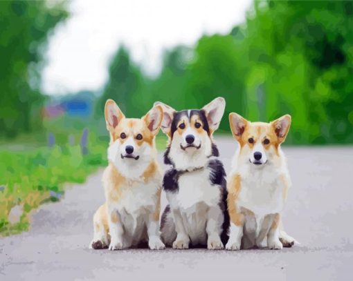 Corgis Puppies Animal paint by number