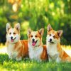 Corgis Puppies paint by number