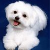 Cute White Bichon paint by numbers