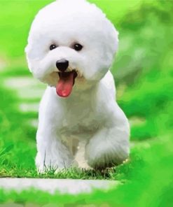 Cute Bichon Puppy paint by numbers