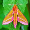 Elephant Hawk Moth paint by number