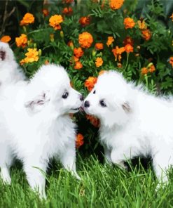 Eskimo Puppies Dogs paint by numbers