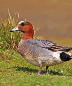 Eurasian Wigeon Male paint by number