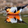 Aurasian Bullfinch In The Water paint by number