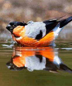 Aurasian Bullfinch In The Water paint by number