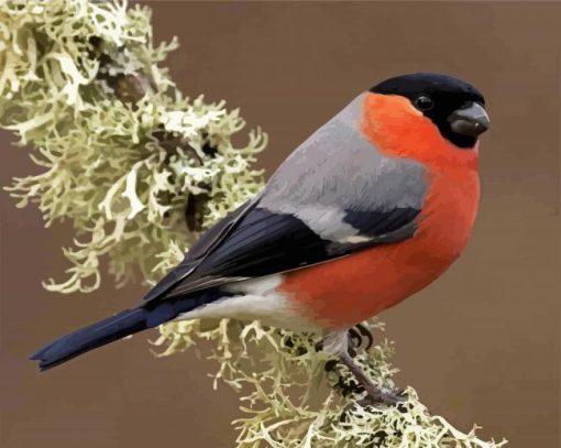 Aurasian Bullfinch paint by number