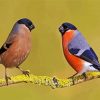 Aurasian Bullfinches paint by number