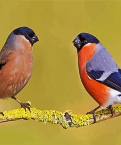 Aurasian Bullfinches paint by number