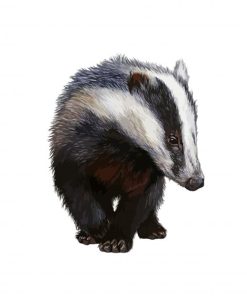 European Badger Animal paint by numbers