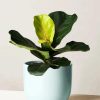 Fiddle Leaf Fig Plant Pot paint by numbers