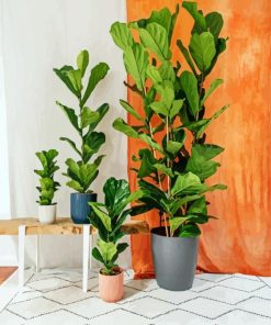 Fiddle Leaf Fig Plant paint by number