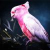 Galah Bird paint by numbers