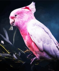 Galah Bird paint by numbers