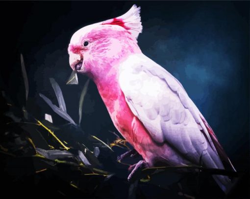 Galah Bird paint by numbers