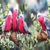 Galah Birds paint by numbers