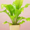 Green Birds Nest Fern paint by number