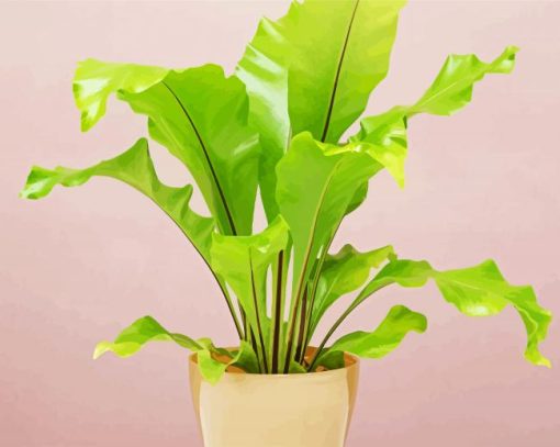 Green Birds Nest Fern paint by number