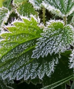 Green Leaves Frost paint by numbers