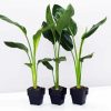 Green Strelitzia Plantpots paint by numbers