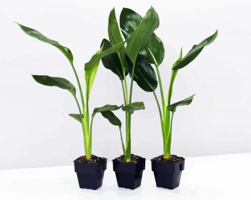 Green Strelitzia Plantpots paint by numbers