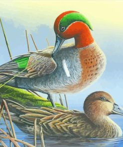 Green Winged Teal Ducks paint by numbers