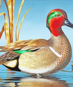 Green Winged Teal Bird Paint by numbers