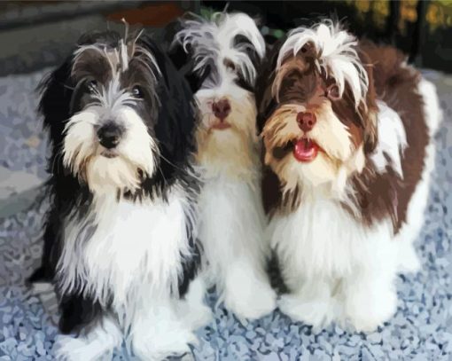 Havanese Puppies paint by numbers