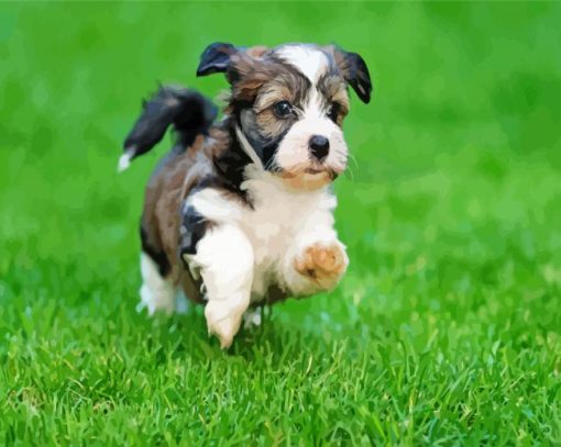 Havanese Puppy Running paint by numbers