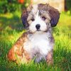 Havanese Puppypaint by numbers