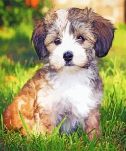 Havanese Puppypaint by numbers