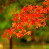 Leaves Foliage paint by number