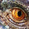 Lizard Eye paint by number