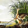 Long Billed Curlew By John James Audubon paint by numbers