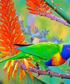 Lorikeet Bird paint by numbers