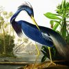 Louisiana Heron By James Audubon paint by numbers