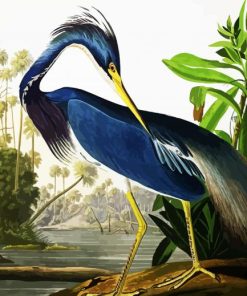 Louisiana Heron By James Audubon paint by numbers