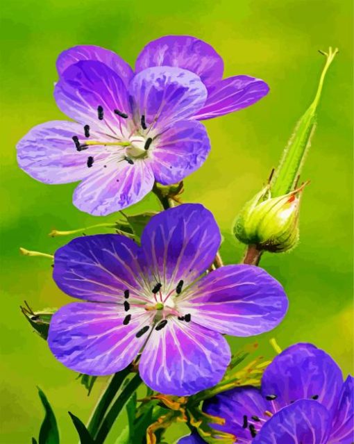 Meadow Cranesbill Wild Flowers paint by numbers