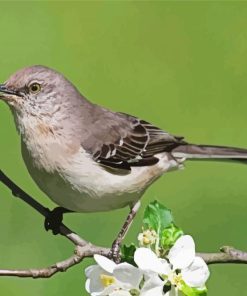 Northern Mockingbird On Stick paint by number