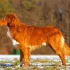 Nova Scotia Duck Tolling Retriever paint by numbers