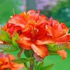 Orange Azaleas paint by numbers