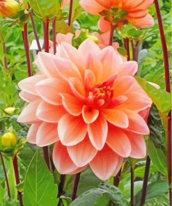 Orange Dahlia paint by numbers