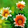 Orange White Gazania paint by number