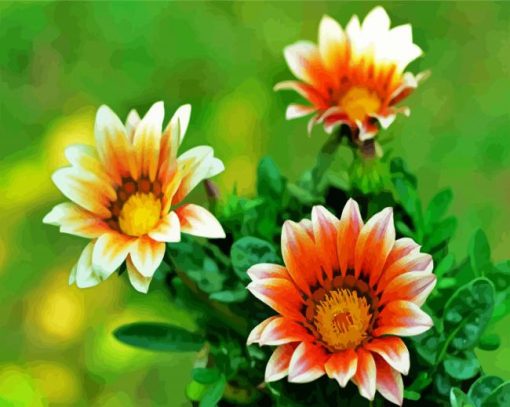 Orange White Gazania paint by number