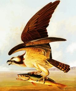 Osprey And Weakfish By James Audubon paint by numbers