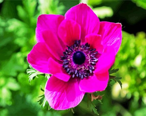 Pink Anemones paint by numbers